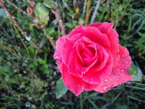 Morde Lalong - Rose after rain (Mawar setelah hujan)